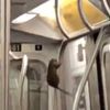 Watch A Rat Practice Its Impressive Pole Dancing Routine On The Subway